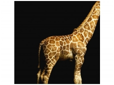 AP DIGITAL fototapetai 470035 Giraffe