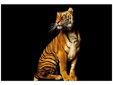 AP DIGITAL fototapetai 470038 Tiger