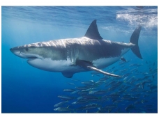 AP DIGITAL fototapetai 470097 White Shark