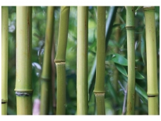 AP DIGITAL fototapetai 470137 Bamboo