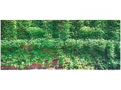 AP DIGITAL 2 fototapetai 470410