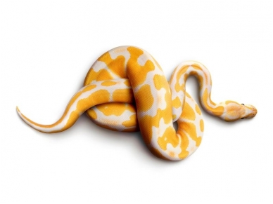 AP DIGITAL fototapetai 470031 Snake AP DIGITAL fototapetai 470031 Snake