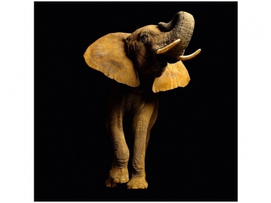 AP DIGITAL fototapetai 470033 Elephant