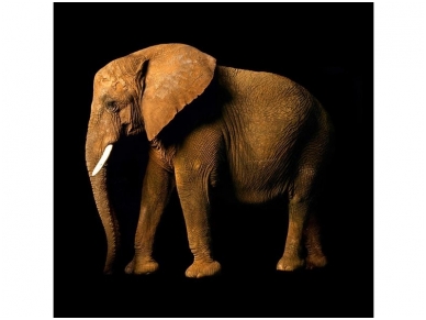 AP DIGITAL fototapetai 470034 Elephant Side