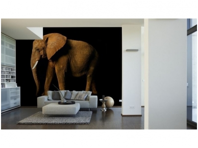AP DIGITAL fototapetai 470034 Elephant Side 1