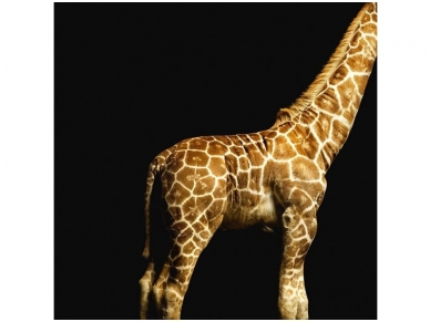 AP DIGITAL fototapetai 470035 Giraffe