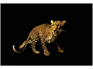 AP DIGITAL fototapetai 470036 Leopard AP DIGITAL fototapetai 470036 Leopard