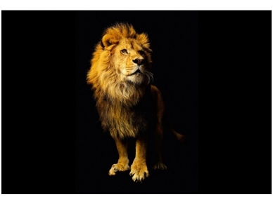 AP DIGITAL fototapetai 470037 Lion AP DIGITAL fototapetai 470037 Lion