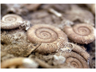 AP DIGITAL fototapetai 470063 Fossil