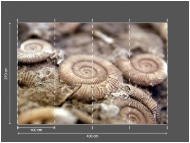 AP DIGITAL fototapetai 470063 Fossil 2