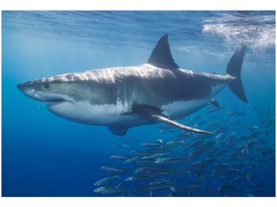AP DIGITAL fototapetai 470097 White Shark AP DIGITAL fototapetai 470097 White Shark