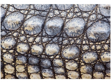 AP DIGITAL fototapetai 470098 Croco