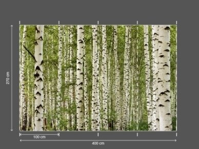 AP DIGITAL fototapetai 470136 Birkwood 2