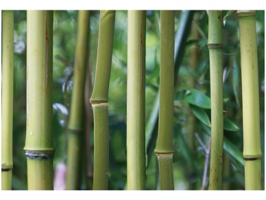 AP DIGITAL fototapetai 470137 Bamboo AP DIGITAL fototapetai 470137 Bamboo