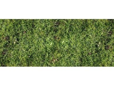 AP DIGITAL fototapetai 470140 Simple Green