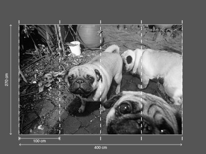 AP DIGITAL fototapetai 470071 Puppy Dogs 2