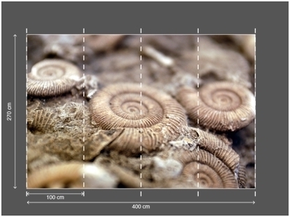 AP DIGITAL fototapetai 470063 Fossil 2