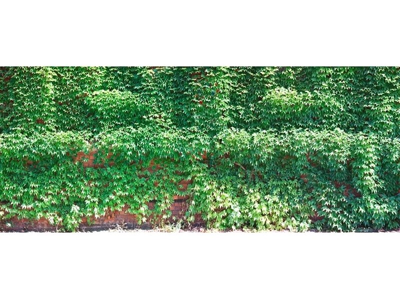 AP DIGITAL 2 fototapetai 470410
