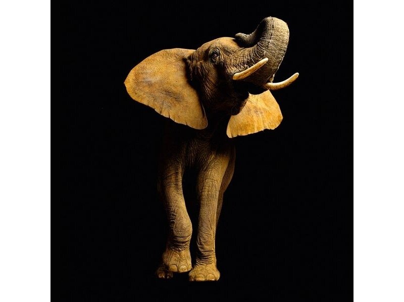 AP DIGITAL fototapetai 470033 Elephant
