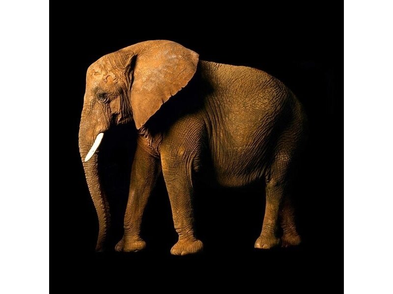 AP DIGITAL fototapetai 470034 Elephant Side AP DIGITAL fototapetai 470034 Elephant Side