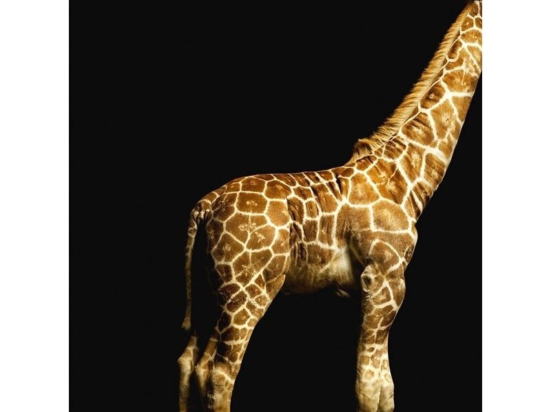 AP DIGITAL fototapetai 470035 Giraffe AP DIGITAL fototapetai 470035 Giraffe