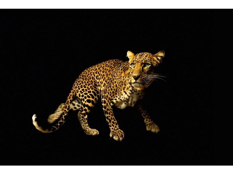 AP DIGITAL fototapetai 470036 Leopard AP DIGITAL fototapetai 470036 Leopard