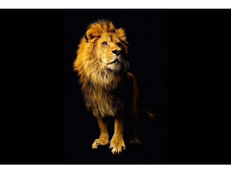 AP DIGITAL fototapetai 470037 Lion