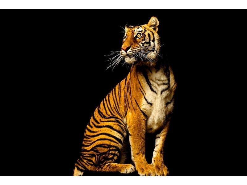 AP DIGITAL fototapetai 470038 Tiger AP DIGITAL fototapetai 470038 Tiger