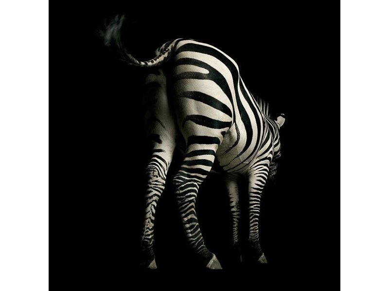 AP DIGITAL fototapetai 470039 Zebra