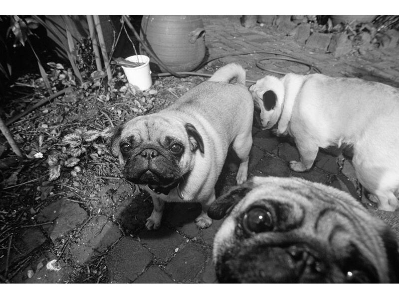 AP DIGITAL fototapetai 470071 Puppy Dogs