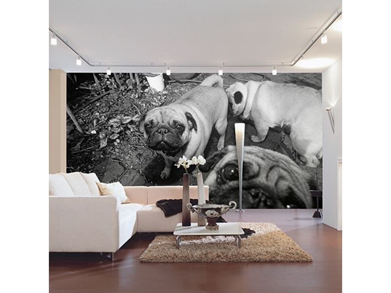 AP DIGITAL fototapetai 470071 Puppy Dogs 1