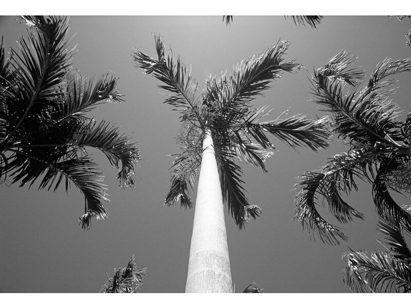 AP DIGITAL fototapetai 470073 Palms AP DIGITAL fototapetai 470073 Palms
