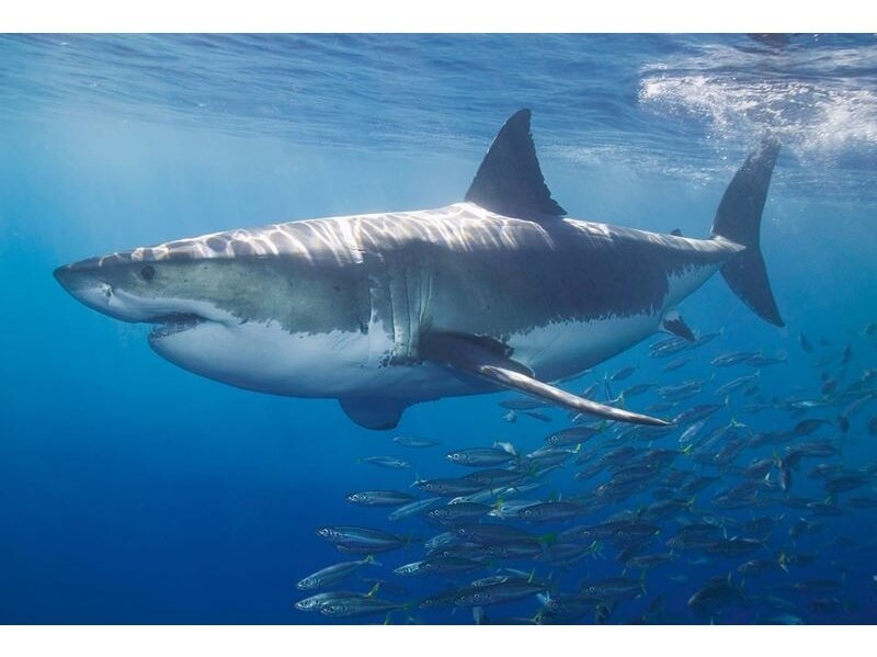 AP DIGITAL fototapetai 470097 White Shark