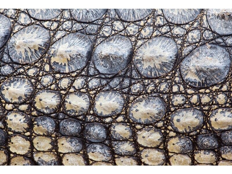 AP DIGITAL fototapetai 470098 Croco