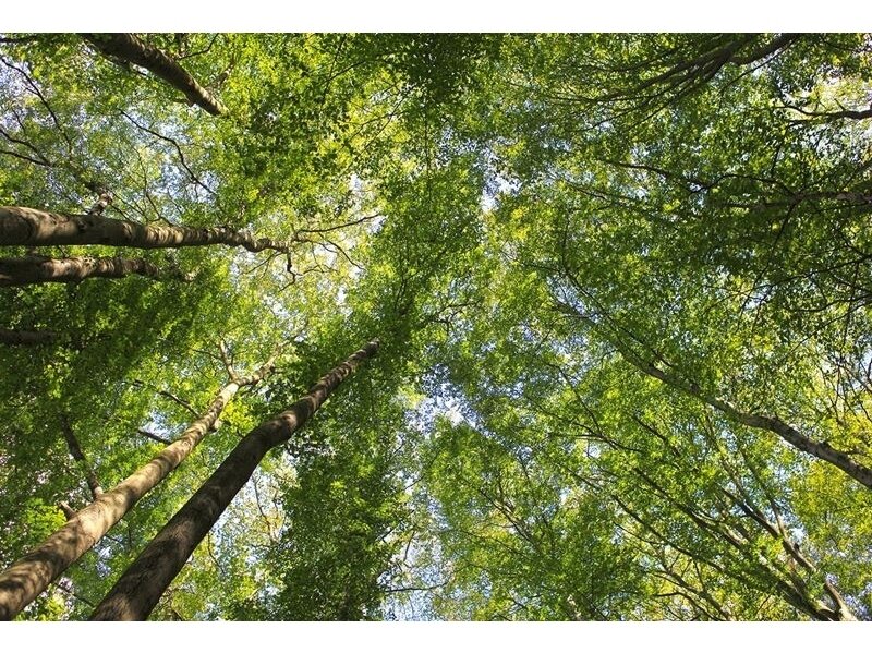 AP DIGITAL fototapetai 470105 Canopy