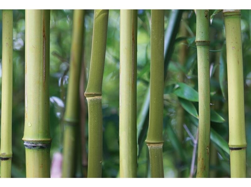 AP DIGITAL fototapetai 470137 Bamboo