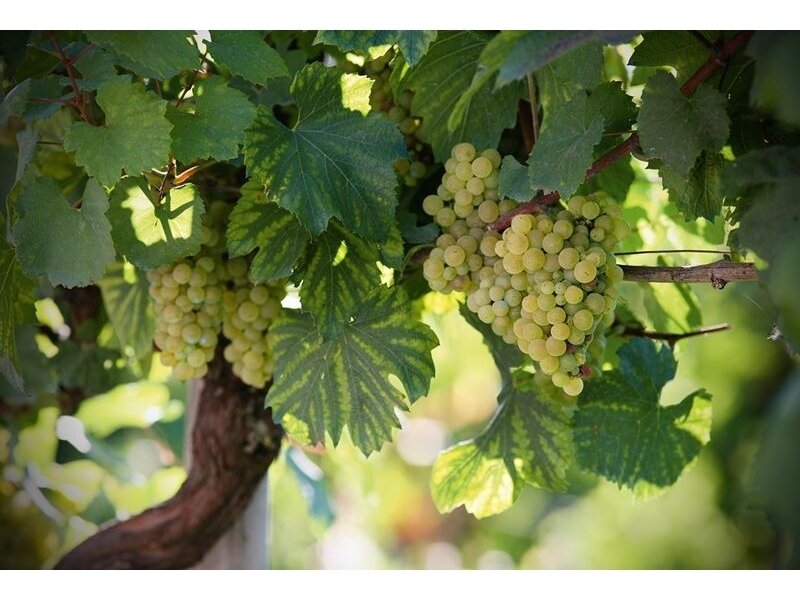 AP DIGITAL fototapetai 470138 Wine Art AP DIGITAL fototapetai 470138 Wine Art