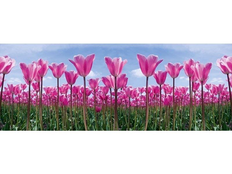 AP DIGITAL fototapetai 470141 Tulip Forest