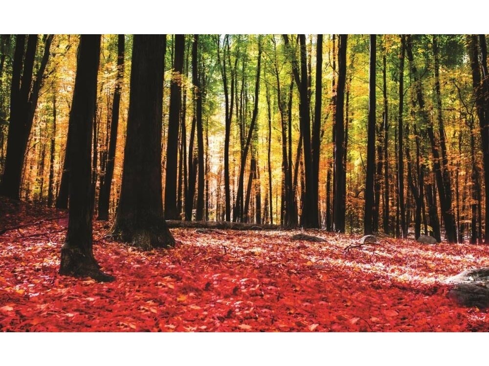 FOR WALL fototapetai 1219VE P4