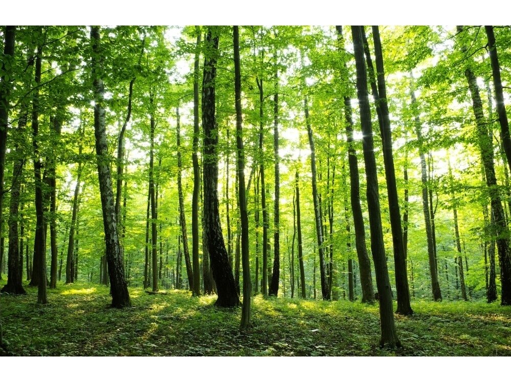 FOR WALL fototapetai 0186VE XXL