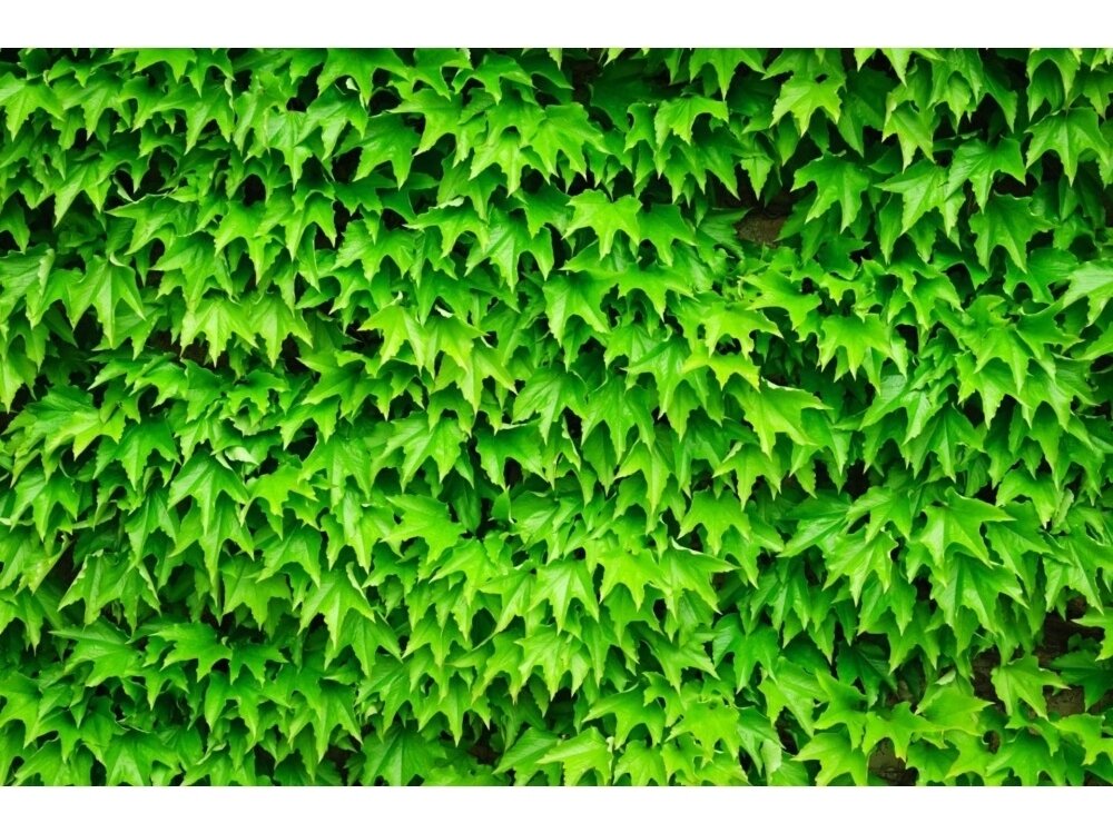 FOR WALL fototapetai 0279VE M FOR WALL fototapetai 0279VE M