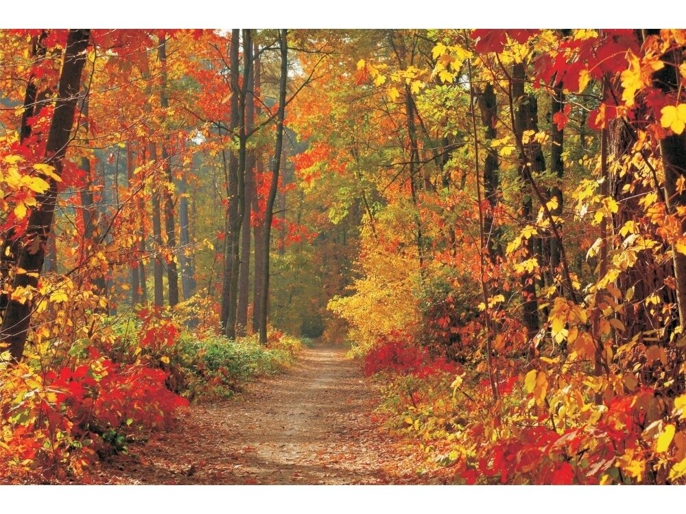 FOR WALL fototapetai 04-002VE P8