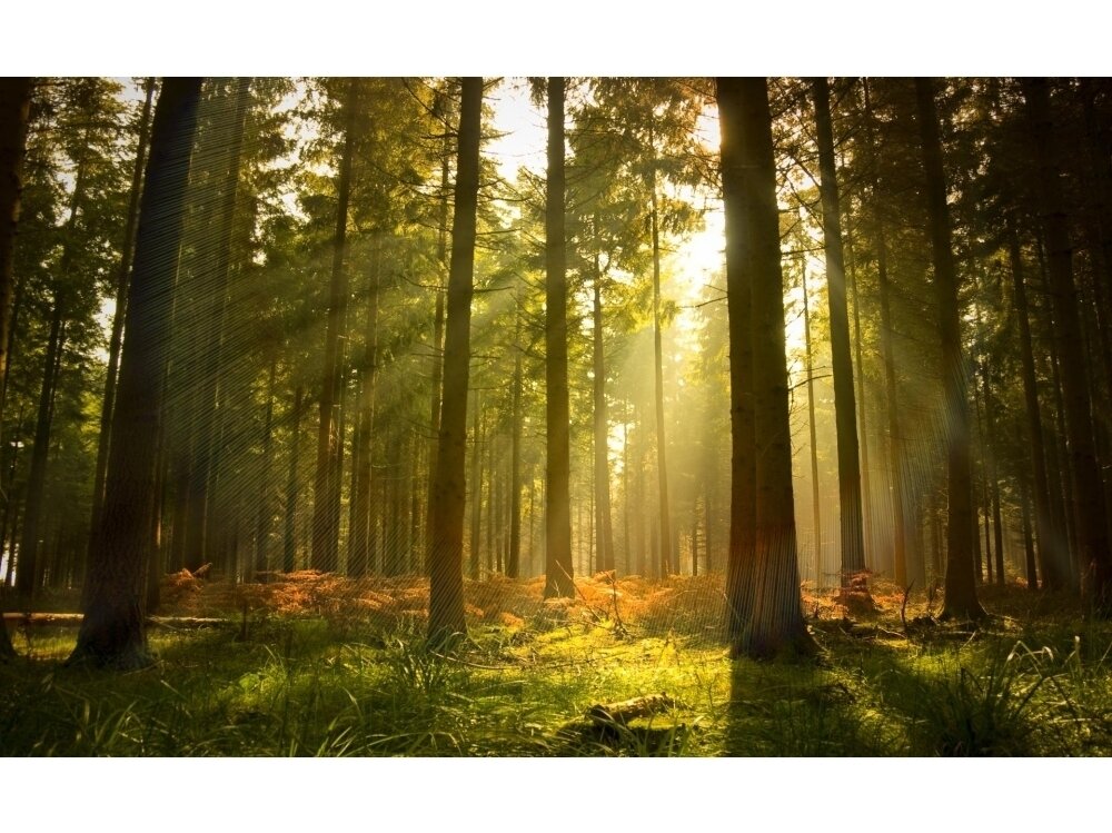 FOR WALL fototapetai 0576VE XXL FOR WALL fototapetai 0576VE XXL