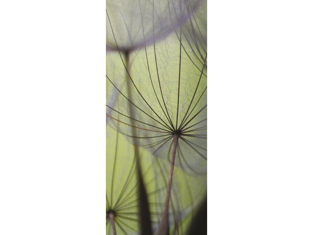 FOR WALL fototapetai 0271VET