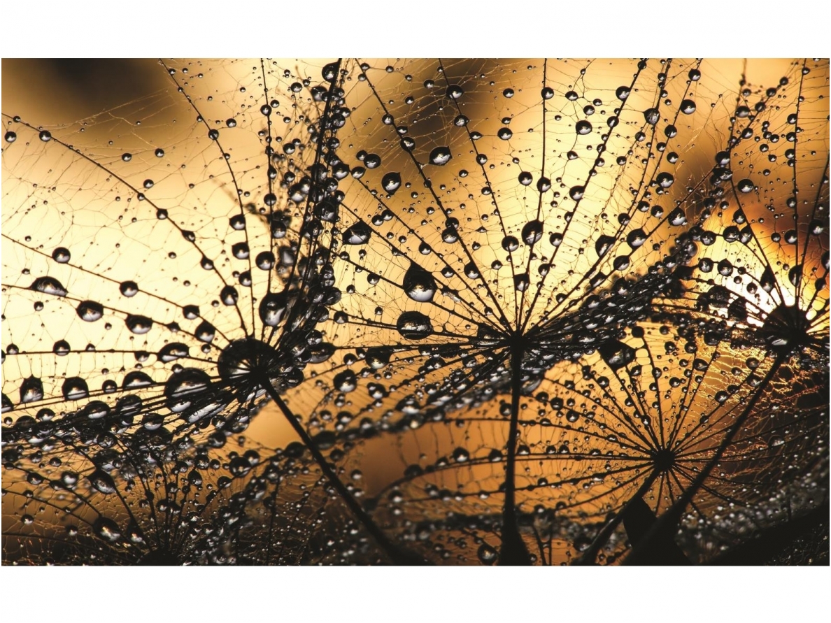 FOR WALL fototapetai 1008VE P4