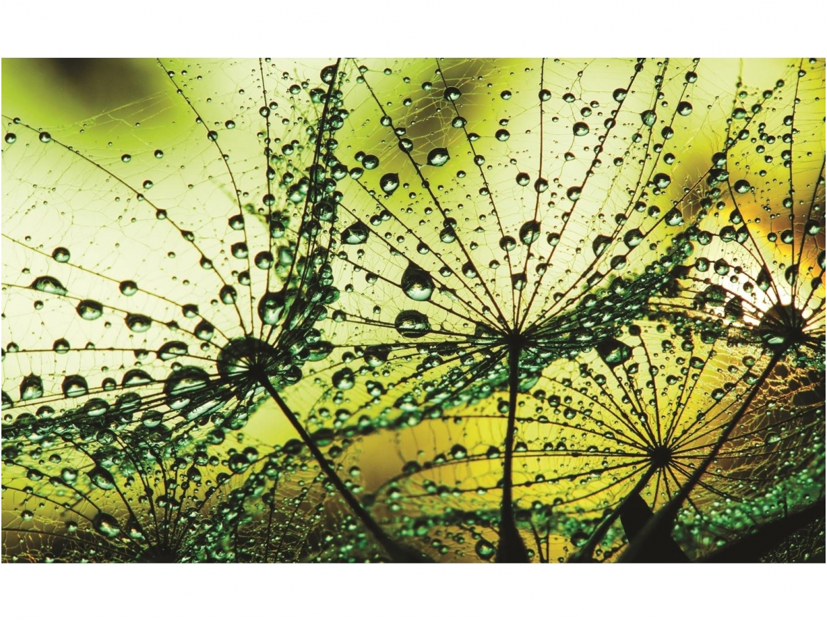 FOR WALL fototapetai 1009VE L