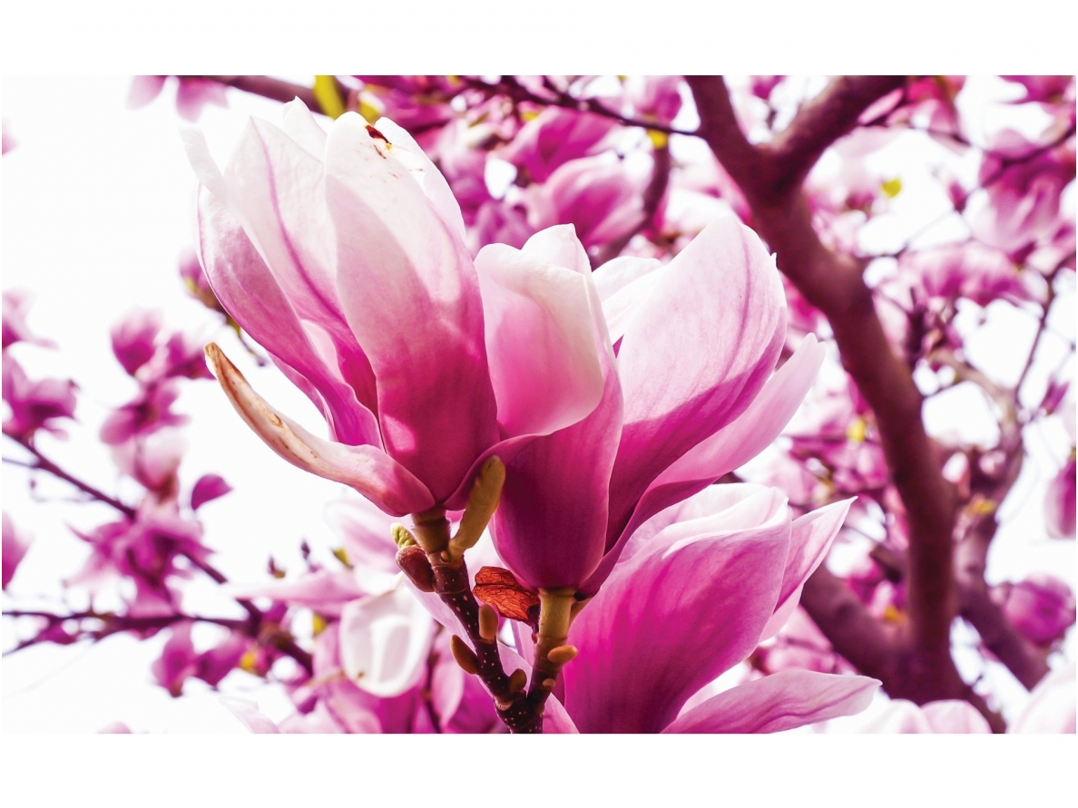 FOR WALL fototapetai 1341VE XXXL