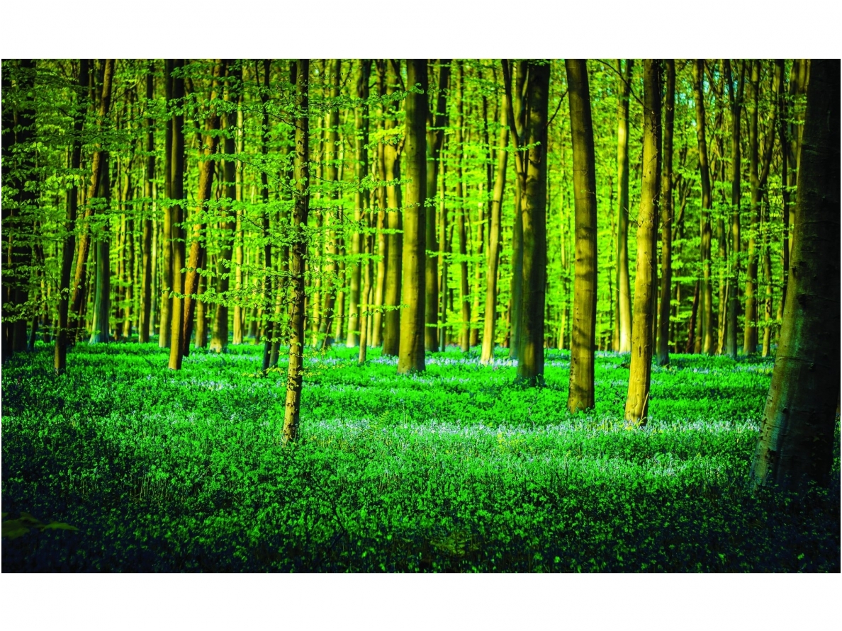 FOR WALL fototapetai 1438VE P4