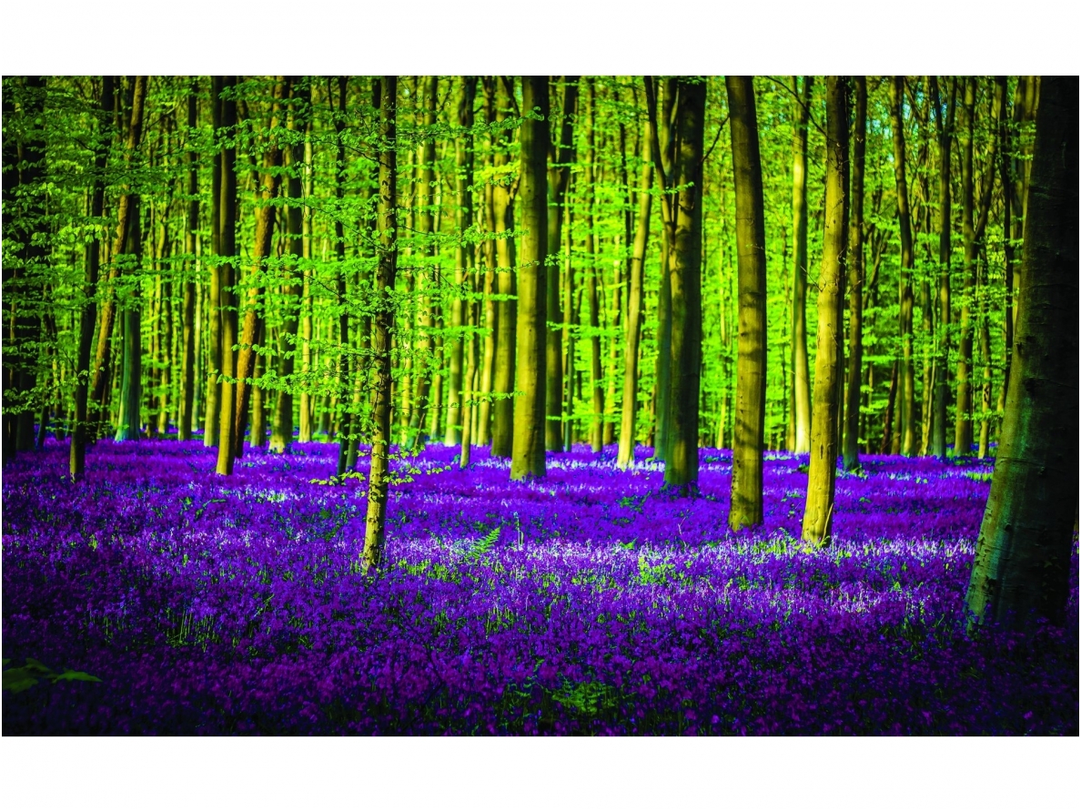 FOR WALL fototapetai 1439VE XXL