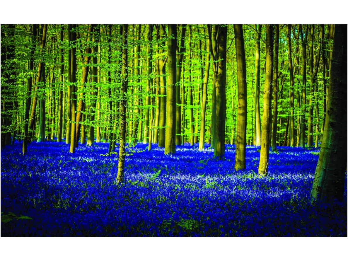 FOR WALL fototapetai 1440VE M